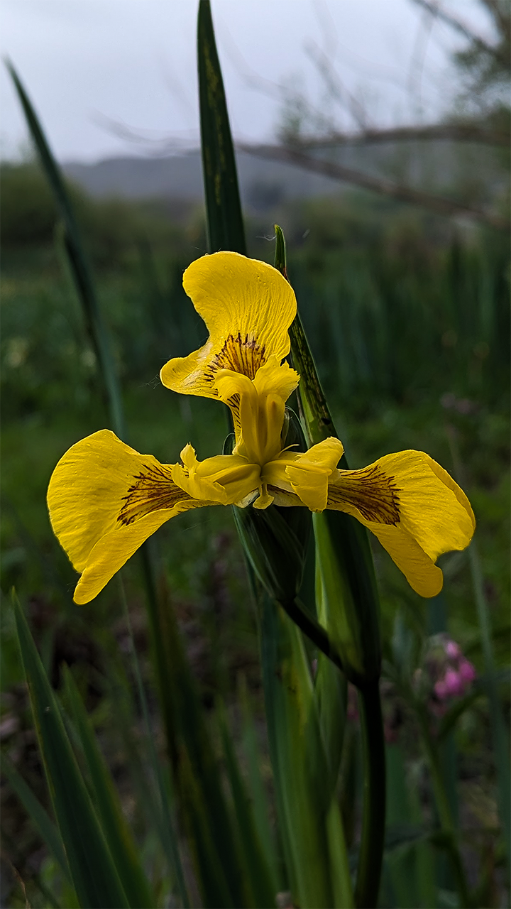 Iris jaune
